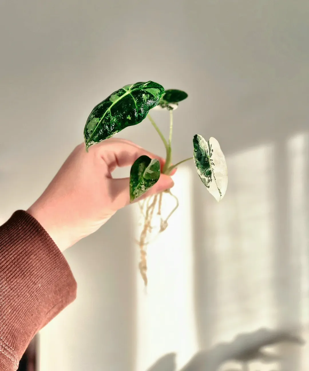 Watering an Alocasia