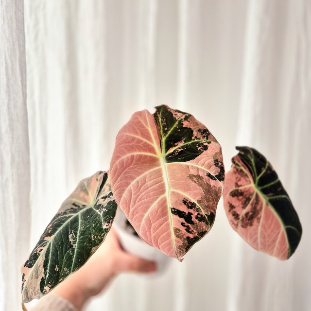 Alocasia Black Velvet Pink corm