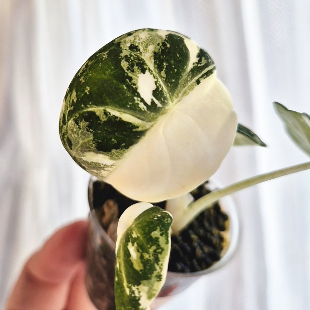 Alocasia Ninja Albo/pink
