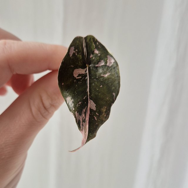 Alocasia Chantrieri Pink