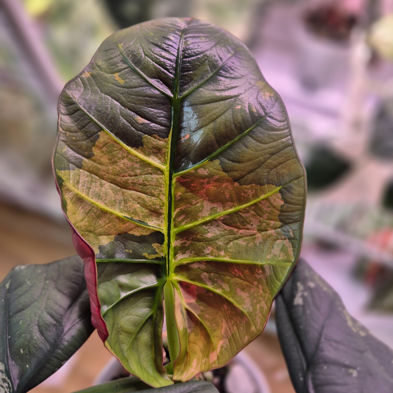 Alocasia Reginae Aurea corm