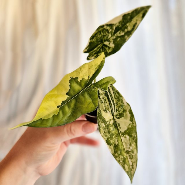 Alocasia Simpo Aurea