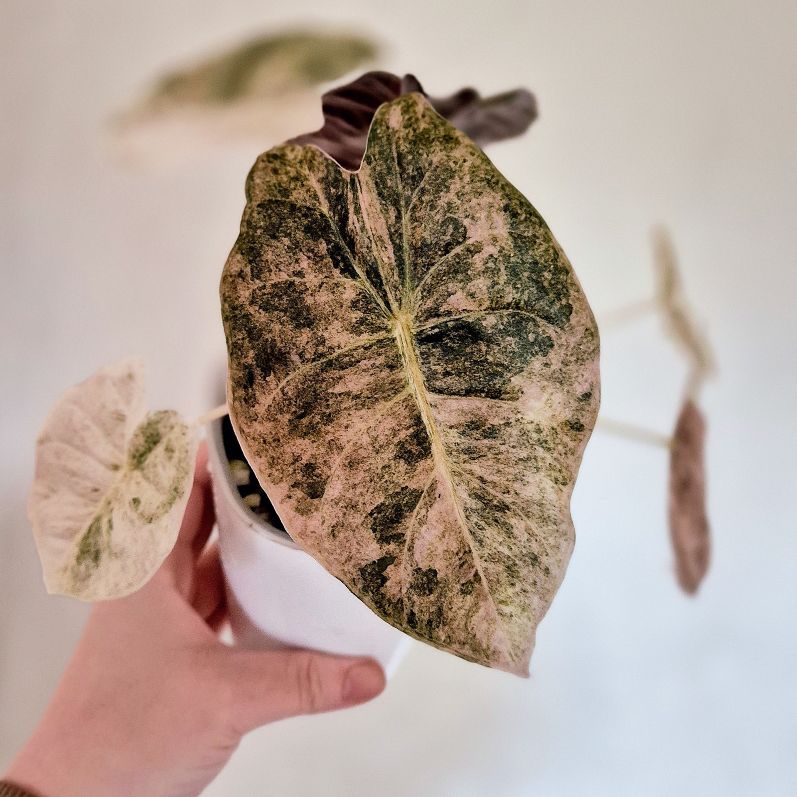Alocasia Golden Bone Pink Splash corm