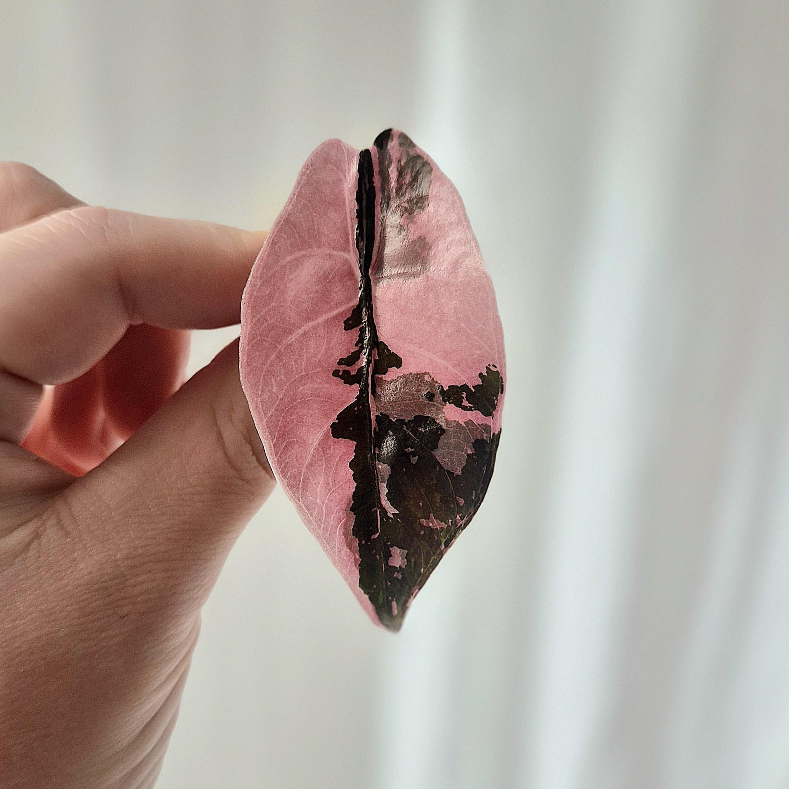 Alocasia Chantrieri Pink