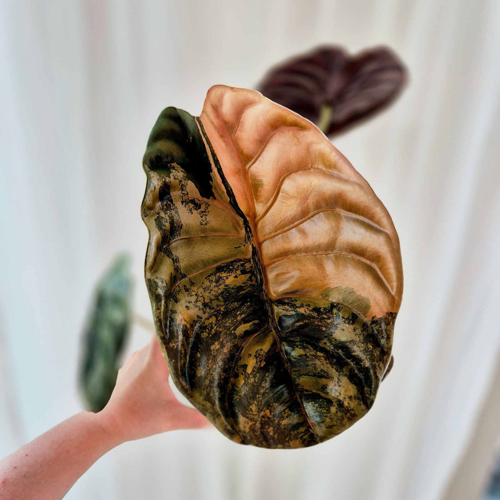 Alocasia Cuprea Latte Corm