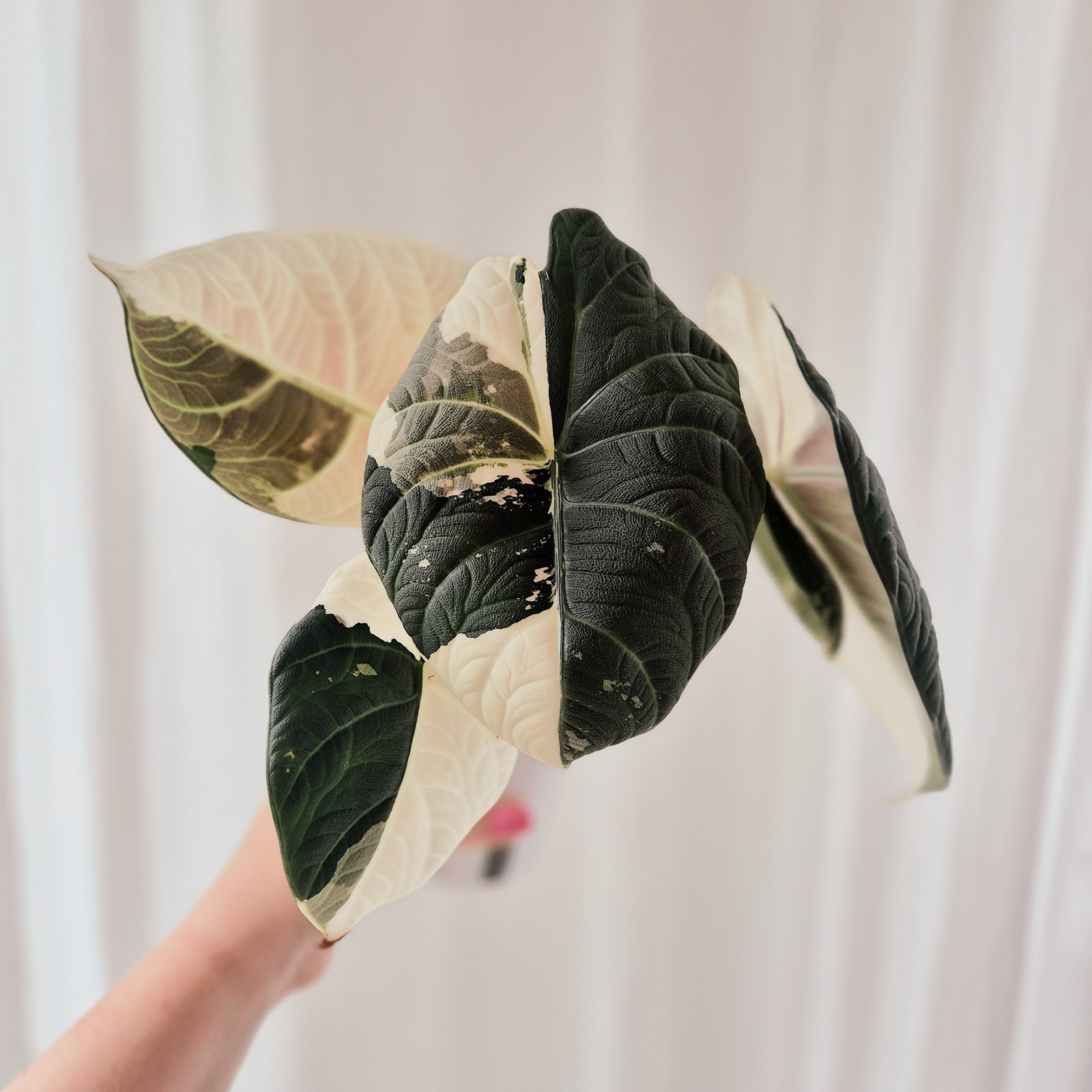 Alocasia Maharani Albo corm