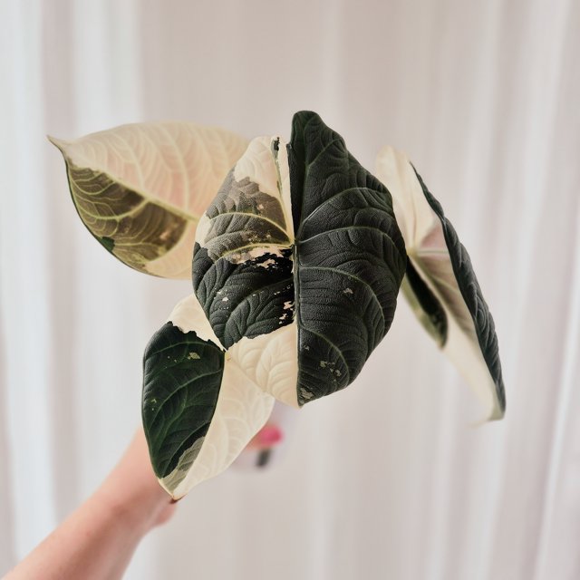 Alocasia Maharani Albo corm