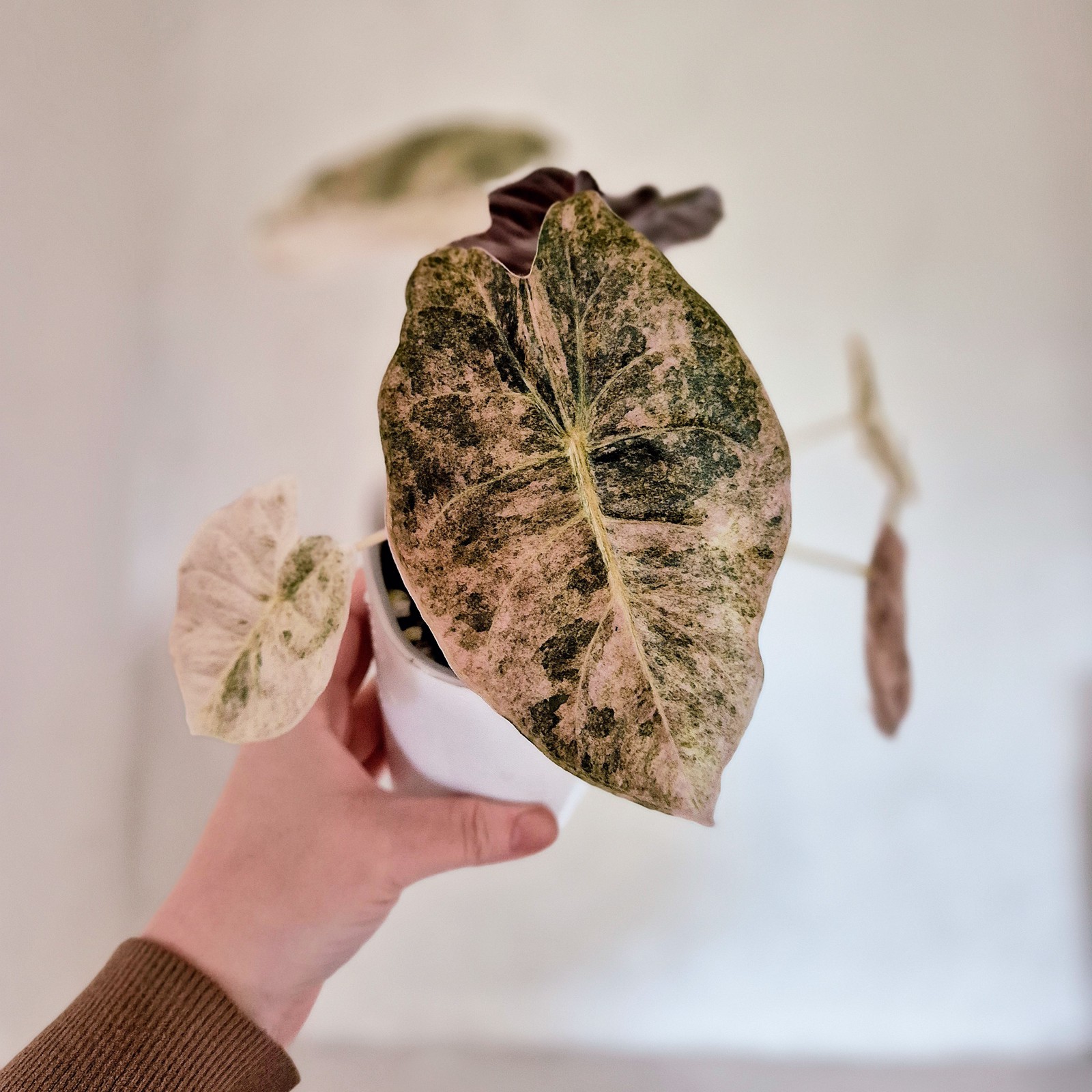 Alocasia Golden Bone Pink Splash corm