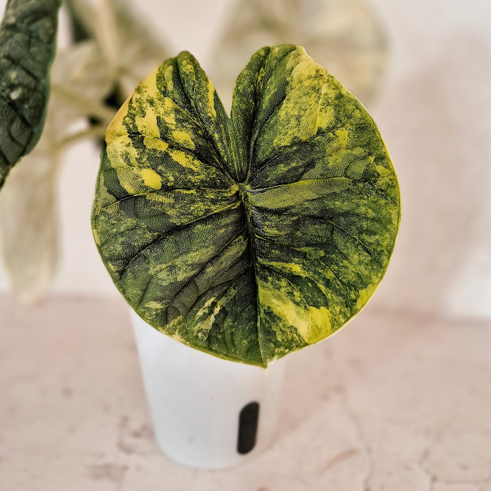 Alocasia Melo aurea corm