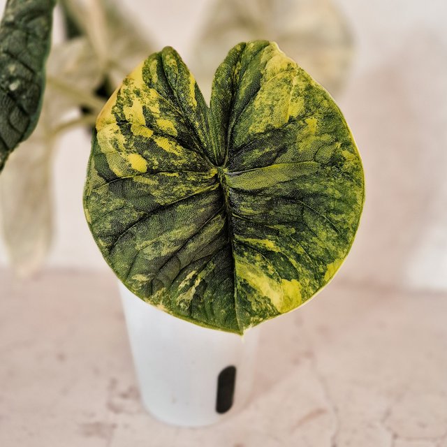 Alocasia Melo aurea corm