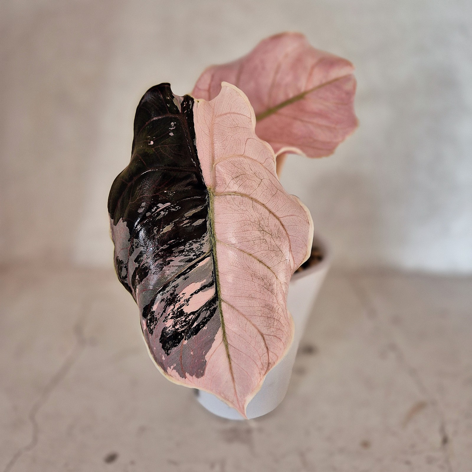 Alocasia Azlanii albo/pink corm