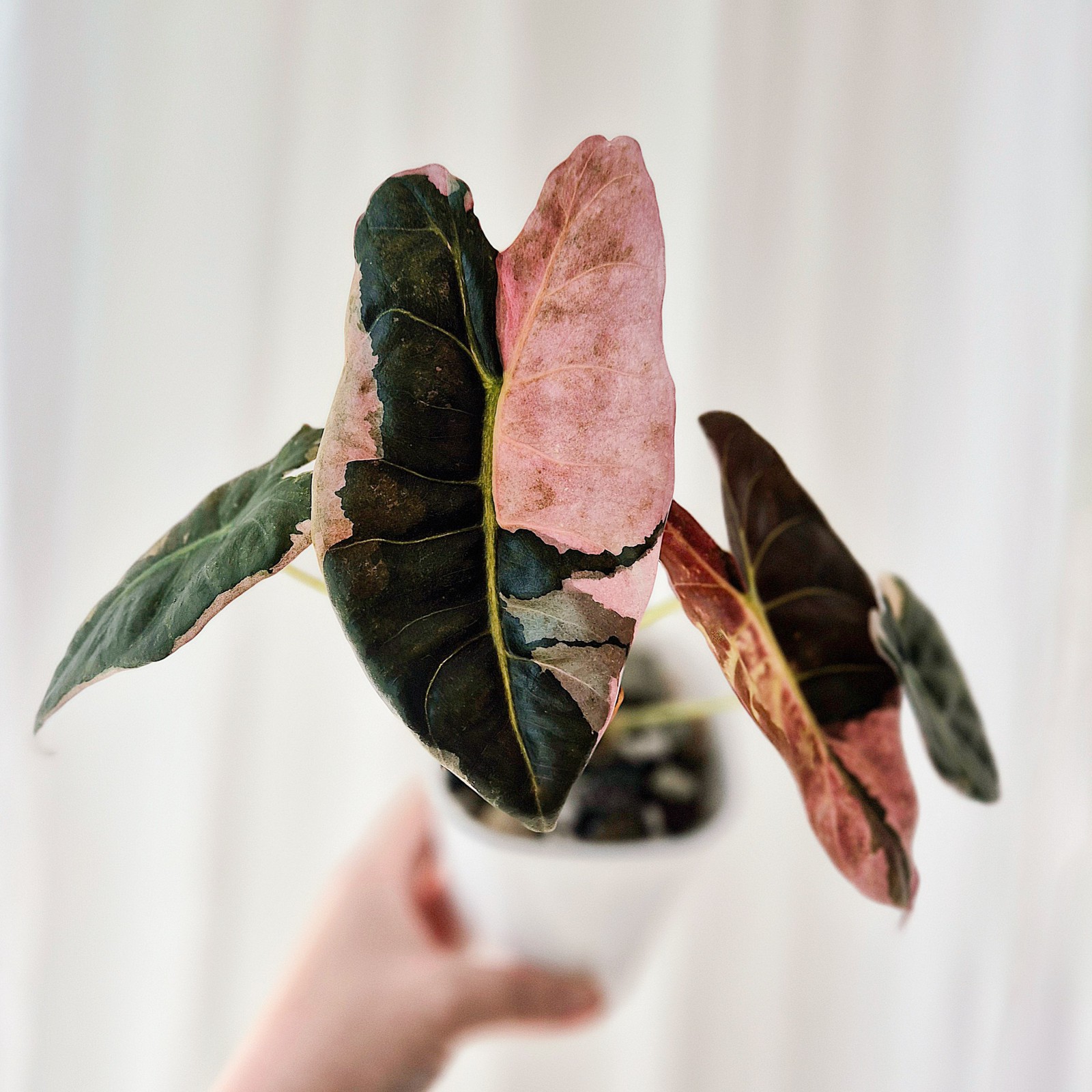 Alocasia Golden Bone Pink Marble Mutation corm