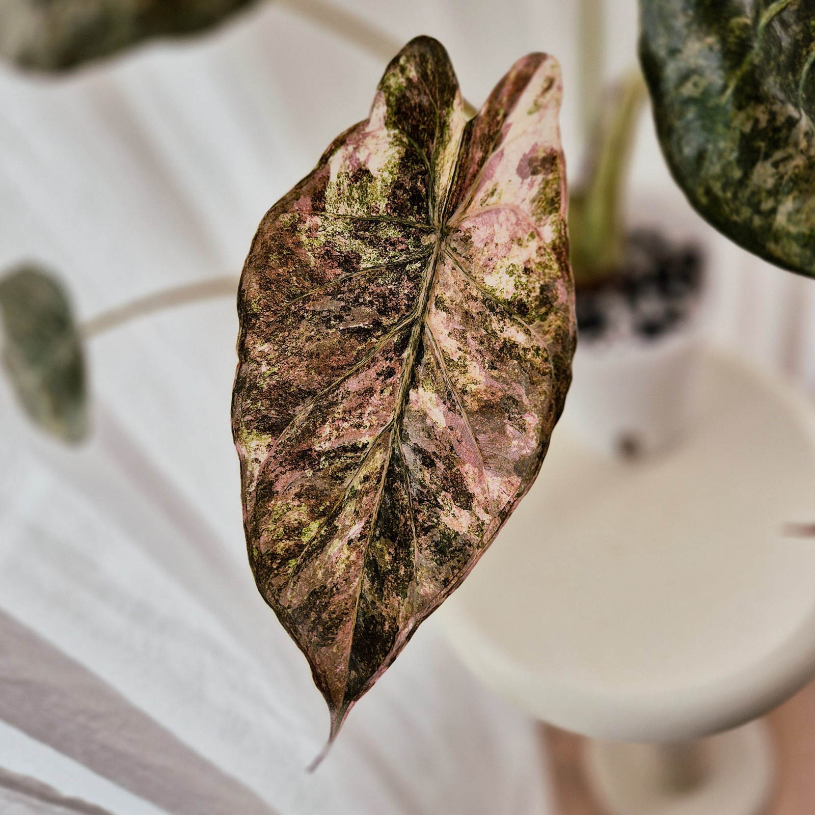 Alocasia Wentii Pink Freckles corm