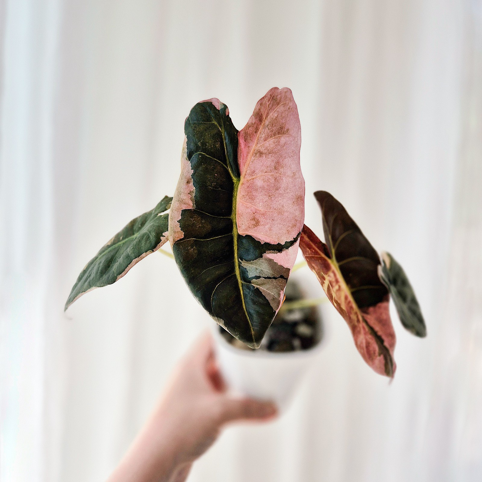 Alocasia Golden Bone Pink Marble Mutation