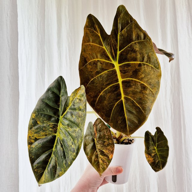 Alocasia Golden Bone Aurea corm 3